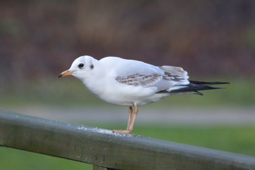 seagull bird nature