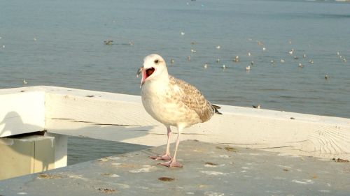 seagull the pier sopot