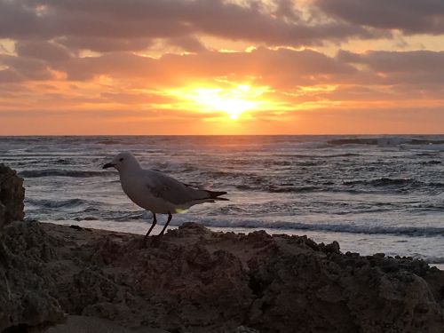 seagull sunset sun