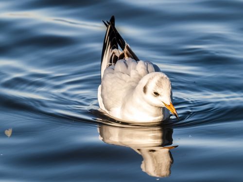 seagull black headed gull water bird