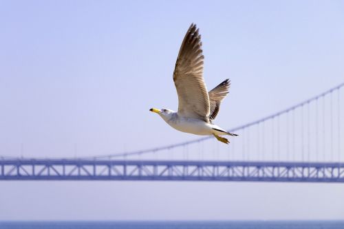 seagull bridge fly