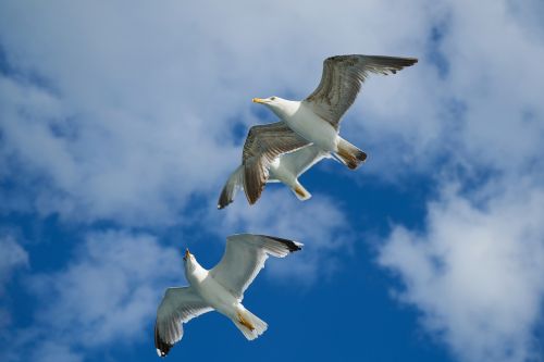 seagull bird animal portrait