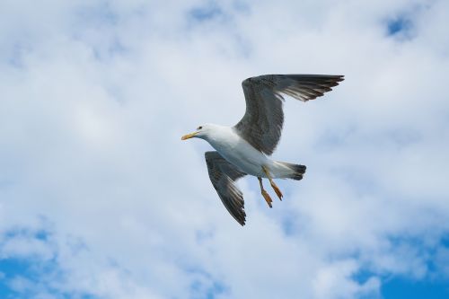 seagull bird animal portrait