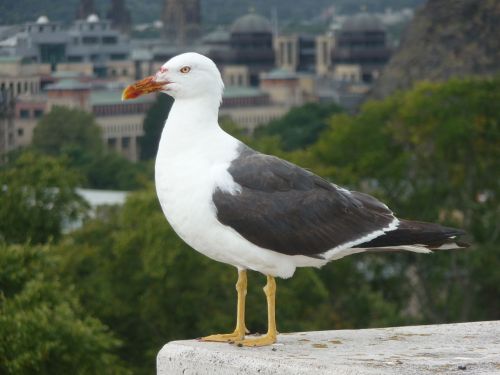 seagull watch sea