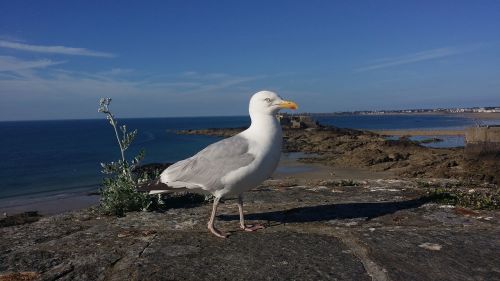 seagull part cliff