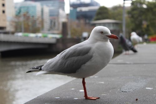 seagull bird sea