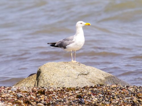 seagull herring gull bird