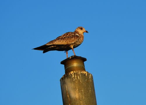 seagull sea port