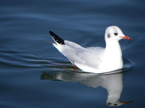 seagull bird animal