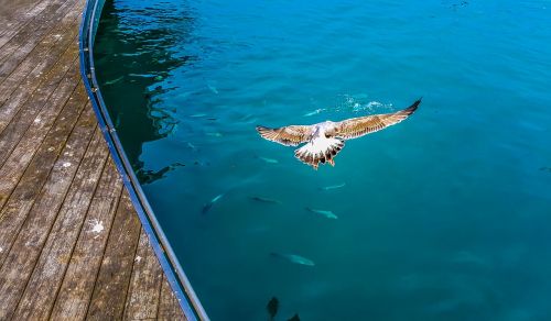 seagull bird dive
