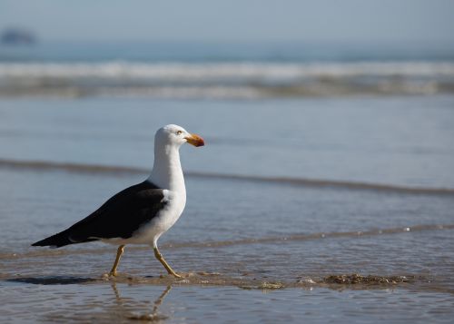 seagull sea bird bird