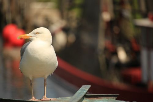 seagull lake bird