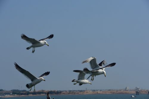 seagull emergency flight