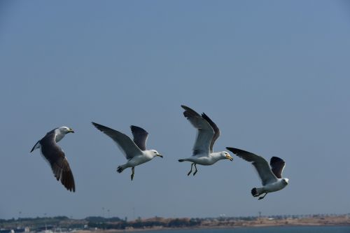 seagull emergency flight