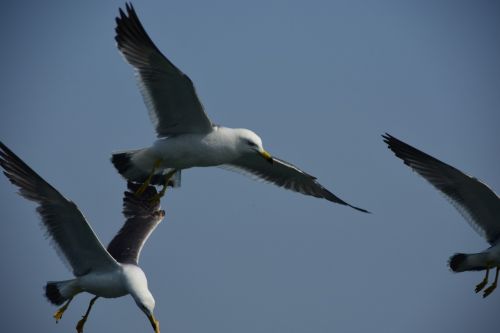 seagull emergency flight