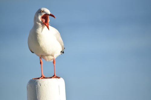 seagull bird animal