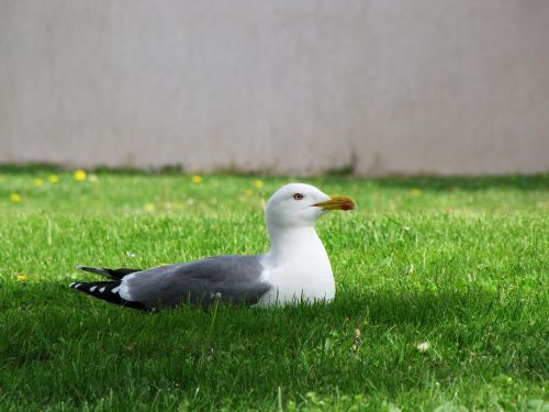 seagull bird animal