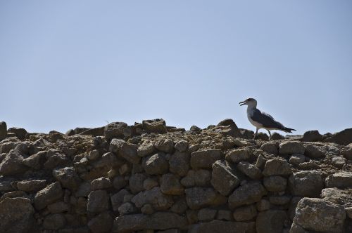 seagull empúries rocks