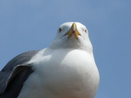 seagull summer sea