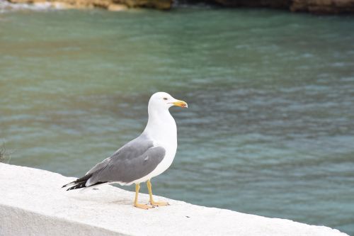seagull bird havfugl