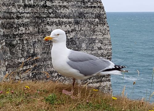 seagull bird animal