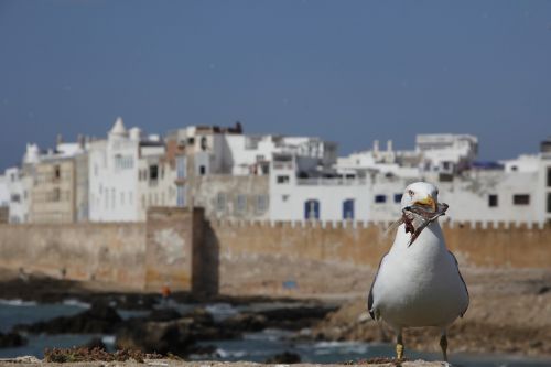 seagull eat bird