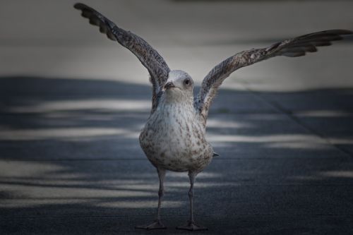 seagull wing animal