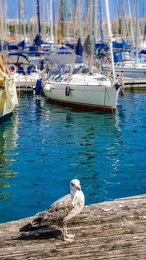 seagull seabird harbor