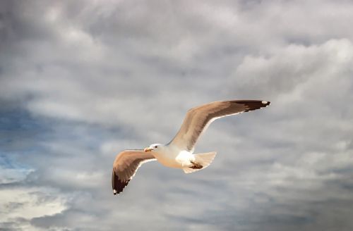 seagull algarve portugal