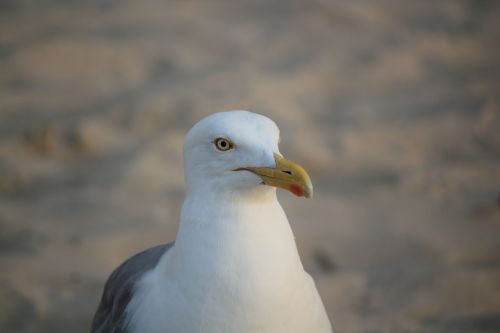 seagull white portrait