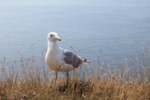 seagull animal wait