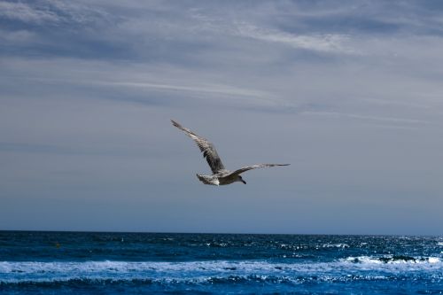 seagull fly sea