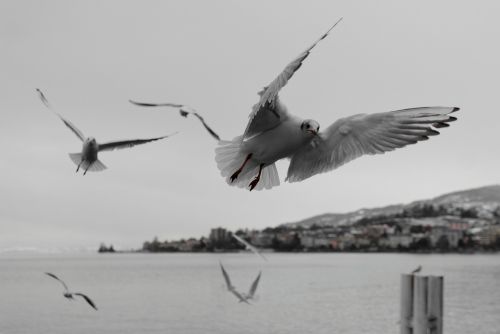 seagull montreux vaud