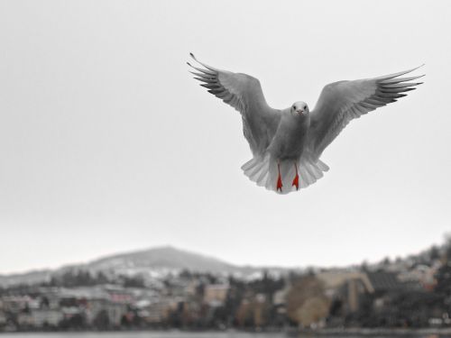 seagull montreux vaud