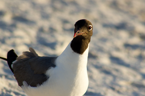 seagull gull close-up