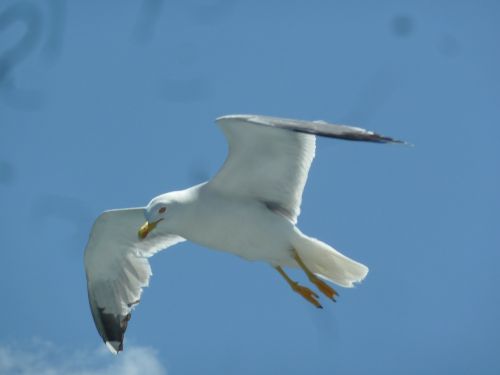 seagull bird freedom