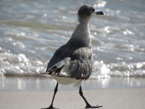seagull white gray
