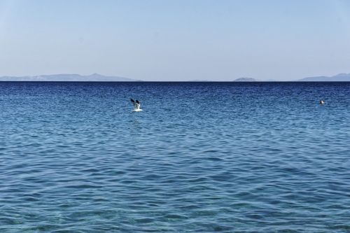 seagull flying freedom