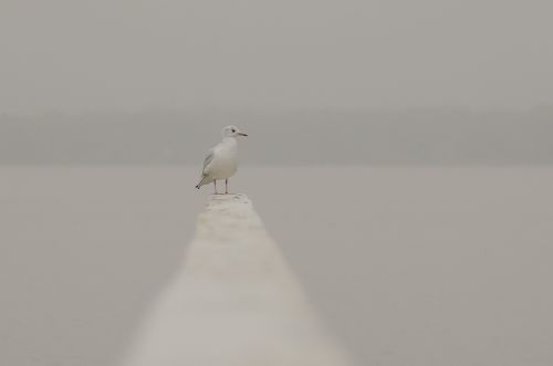 seagull bird sea