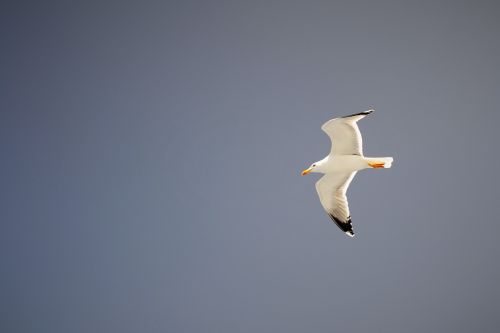 seagull summer nature