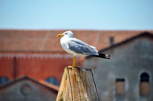 seagull bird water bird