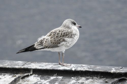 seagull young bird finland