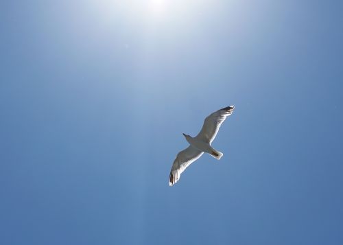 seagull bird seevogel