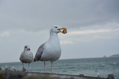 seagull beach sea