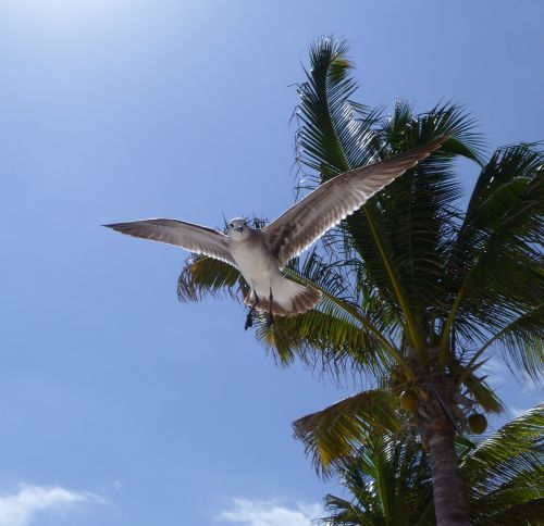 seagull bird gull