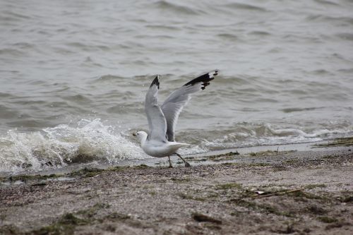 seagull lake erie