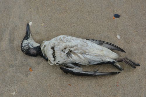 seagull dead bird bird