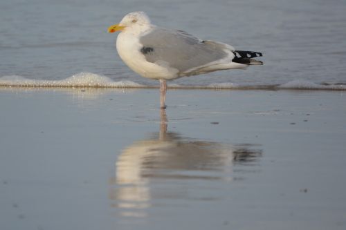 seagull sea bird