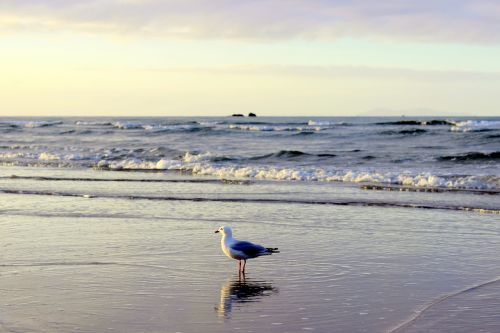 seagull sea wave