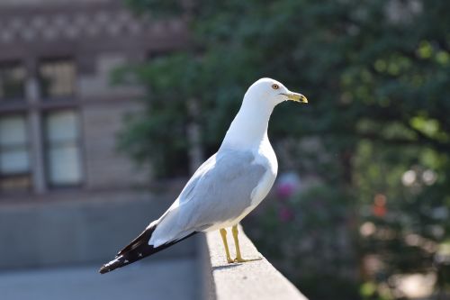 seagull neck bird